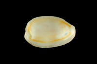 藏品(金環寶螺)的圖片